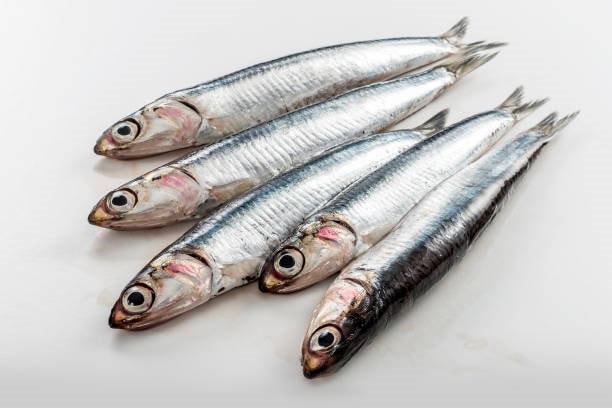 Keep Anchovies on the hook, stop fishing stealing bait, keep bait